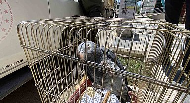 Kırmızı listedeki Afrika Papağanı Aksaray'da yakalandı