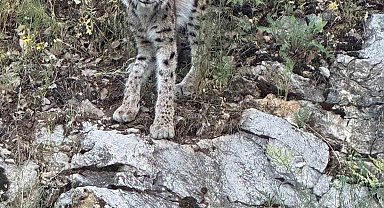 Kırmızı listedeki vaşak Kemaliye'de görüntülendi