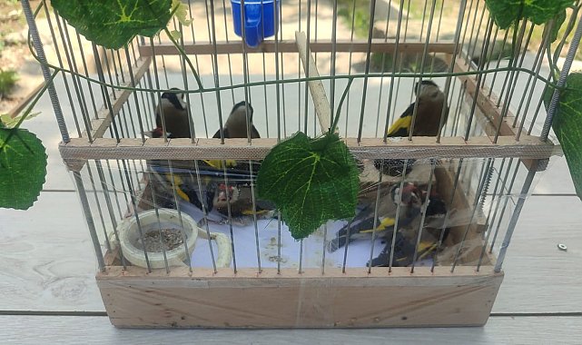 Kırşehir'de saka kuşu avcılarına operasyon: 2 kişi yakalandı