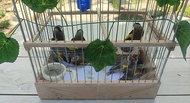 Kırşehir'de saka kuşu avcılarına operasyon: 2 kişi yakalandı