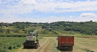 Kocaeli'de süt otu hasadı başladı