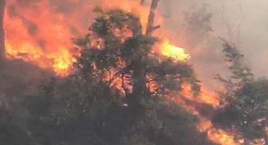 Koçarlı'da orman yangını: Çok sayıda ekip sevk edildi