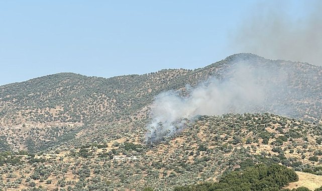 Koçarlı'daki zeytinlik yangını kontrol atına alındı