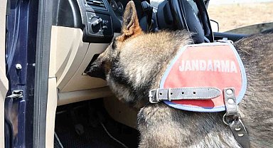 Koklayıp bulduğu uyuşturucuyu patisiyle böyle çıkarttı