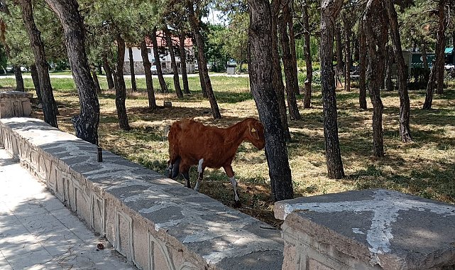 Konya'da firari keçiler ekipler tarafından bulundu