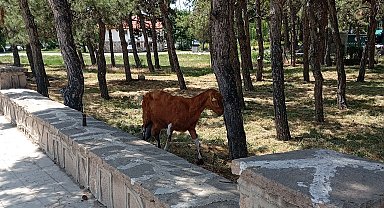 Konya'da firari keçiler ekipler tarafından bulundu