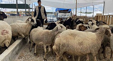 Konya'da kurban satıcıları yarını bekliyor