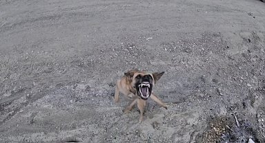 Köpeğin dronla imtihanı