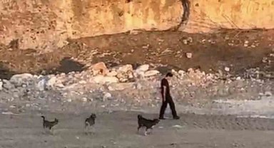 Köpeklerin saldırısına aldırış etmeden yoluna devam etti