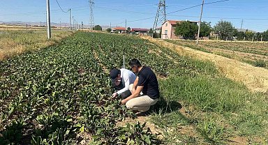 Kornişon salatalık ve kırmızı pancarda hastalık ve zararlıların takibi sürüyor