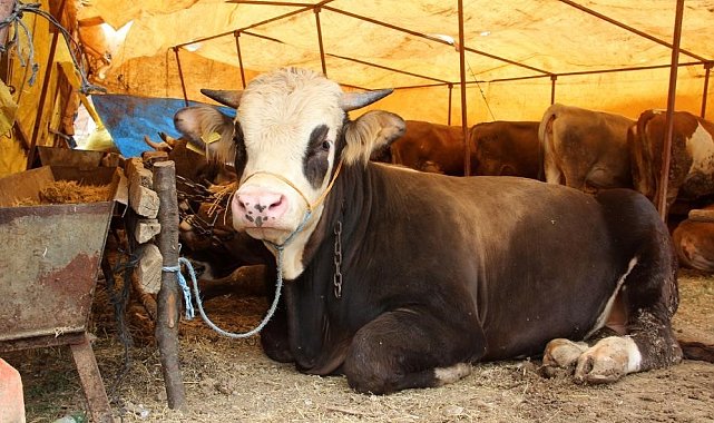Köyde hastalık görüldü, 17 köy karantina altına alındı