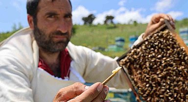 Kraliçe arının ömrünü uzatan şifa kaynağı, kilosu 45 bin liradan alıcı buluyor