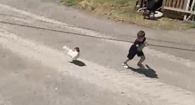 Küçük çocuğun horozla imtihanı: Horoz kovaladı minik Ömer Arda kaçtı