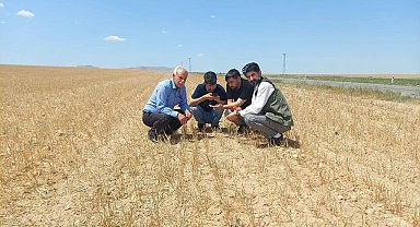 Kulu'da hububatı kuraklık vurdu