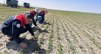 Kulu'da kenevir ekimi yapılan arazide inceleme