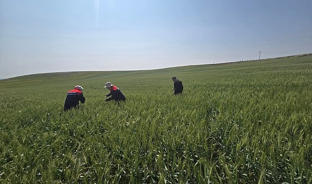 Kulu'da süne zararlısıyla mücadele çalışmaları