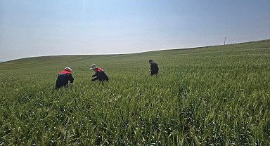 Kulu'da süne zararlısıyla mücadele çalışmaları