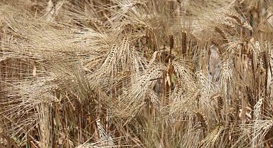 Kuraklık etkisindeki tarım başkentinde verim düşük