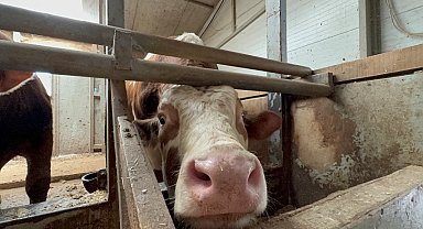 Kurban bayramı öncesi haraketlilik sürüyor