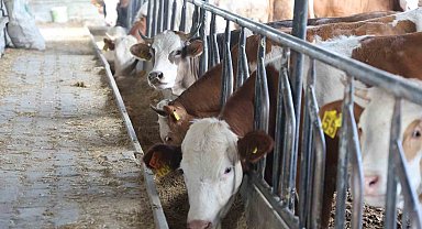 Kurban kesimi sırasında hastanelik olmamak için öneriler