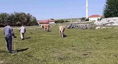 Kurbanlığın, sahibini terlettiği anlar cep telefonuyla anbean kaydedildi