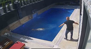 Kurbanlık koç havuza atladı