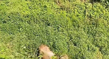 Kurbanlıklar kaçtı, vatandaşlar yakalamaya çalıştı