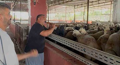 Kurbanlıklara davullu zurnalı konser