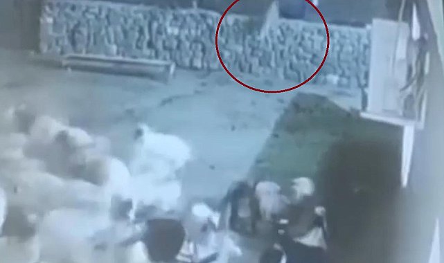 Kurt, ağıldaki sürüye böyle daldı: Kurdun kaptığı koyun ölü taklidi yaparak kurtuldu