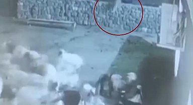 Kurt, ağıldaki sürüye böyle daldı: Kurdun kaptığı koyun ölü taklidi yaparak kurtuldu