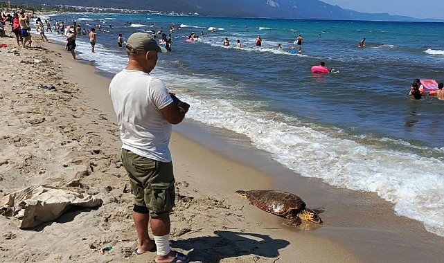 Kuşadası sahiline Caretta Caretta cinsi deniz kaplumbağası vurdu
