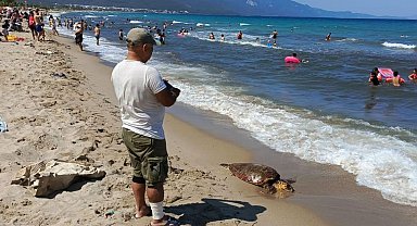 Kuşadası sahiline Caretta Caretta cinsi deniz kaplumbağası vurdu