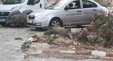 Kuşadası sokaklarında domuz istilası