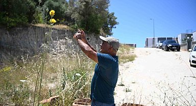 Kuşadası'nın sembolü 'Tülüşah' çiçek açtı