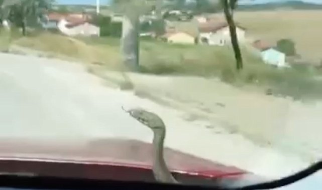 Kütahya'da 'aracın kaputundan çıkan yılan' şaşkınlığı