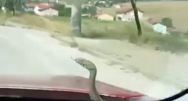 Kütahya'da 'aracın kaputundan çıkan yılan' şaşkınlığı