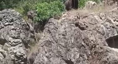 Kütahya'da ormanlık alanda ayı görüldü, gençler cep telefonlarına sarıldı