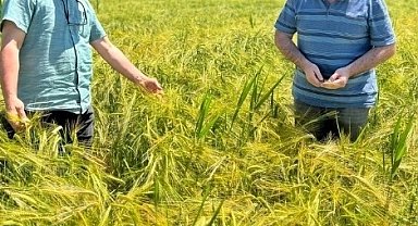 Kütahya'da sertifikalı arpaların tarla kontrolleri yapıldı