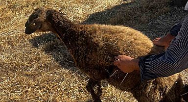 Kuyuya düşen koyunu itfaiye kurtardı