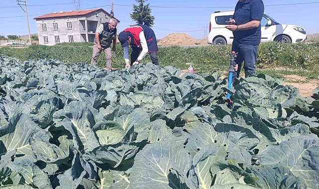 Lahana üreticilerine uyarıda bulunuldu