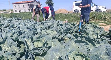 Lahana üreticilerine uyarıda bulunuldu