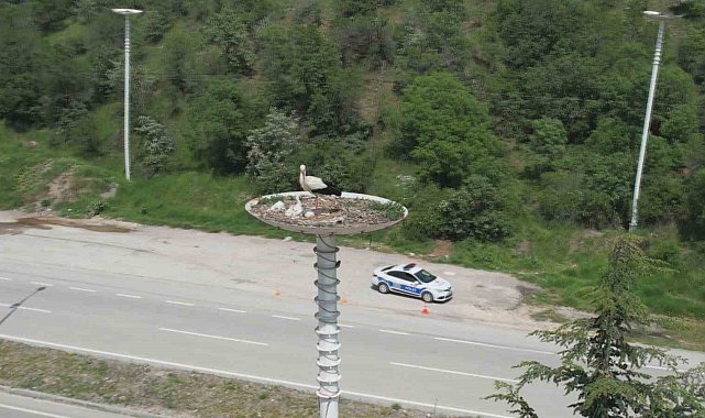 Leylek otelin yavruları dünyaya geldi