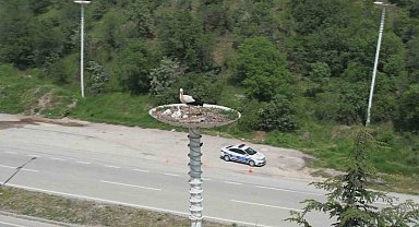 Leylek otelin yavruları dünyaya geldi