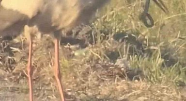 Leylek ve kartalın yılan avı kamerada