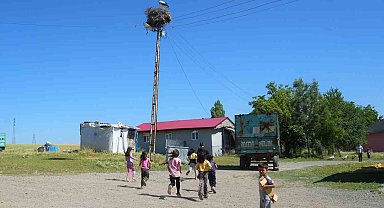 Leylekler Muş Ovası'nda yavrularını büyütüyor