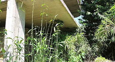 Mahalle sakininden kamış isyanı: "Bir kaç sene sonra köy kapanır"