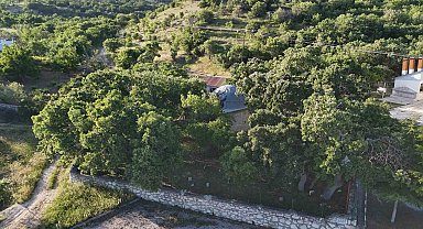 Malatya'da 800 yıllık "Menengiç ağacı" zamana direniyor