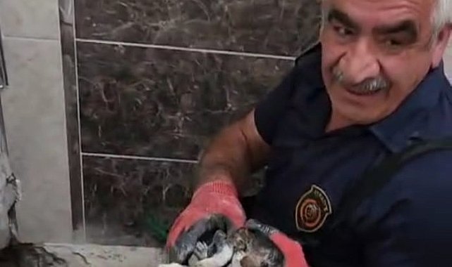 Malatya'da atık su hattına düşen yavru kedi kurtarıldı
