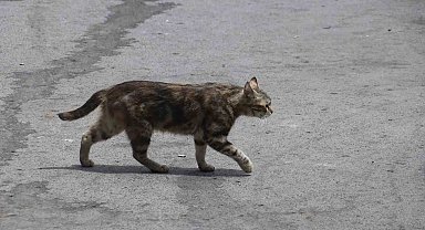 Mamaya alıştırılan kediler tembelleşti, şehirlerdeki fare ve yılan sayısı arttı