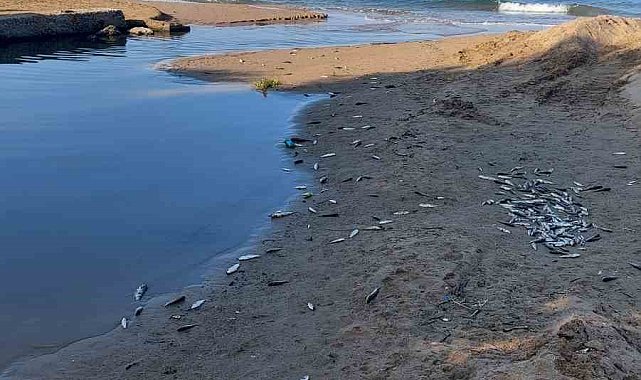 Manavgat'ta balık ölümleri alarm verdi, kimyasal kirlilik inceleniyor